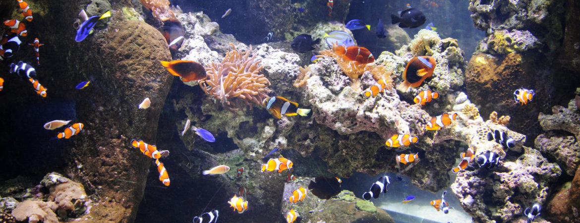 aquarium